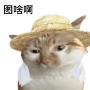 猫猫表情包