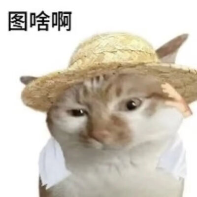 猫猫表情包