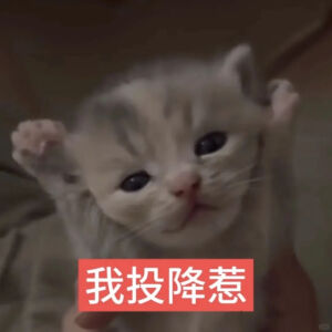 猫猫表情包