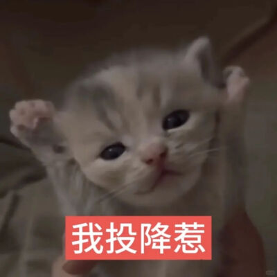 猫猫表情包