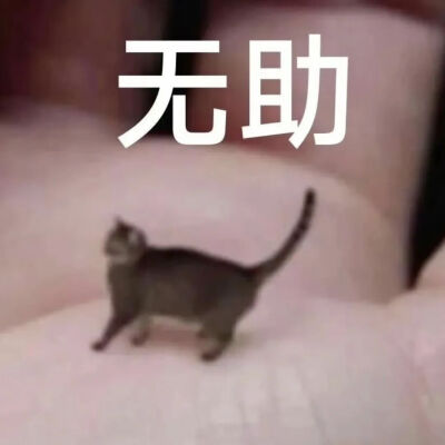 猫猫表情包
