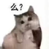 猫猫表情包