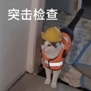 猫猫表情包