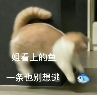 猫猫表情包