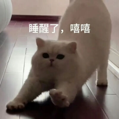 猫猫表情包
