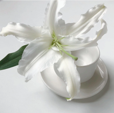 百合花背景图 白色系背景图 极简主义背景图