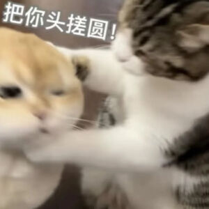 猫猫表情包