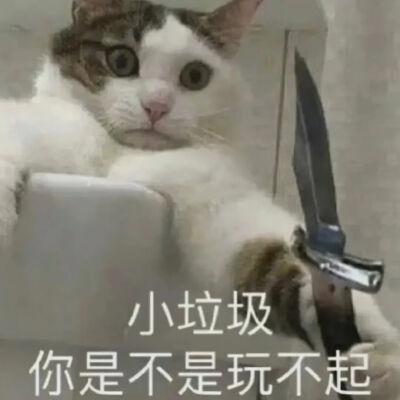 猫猫表情包