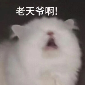 猫猫表情包