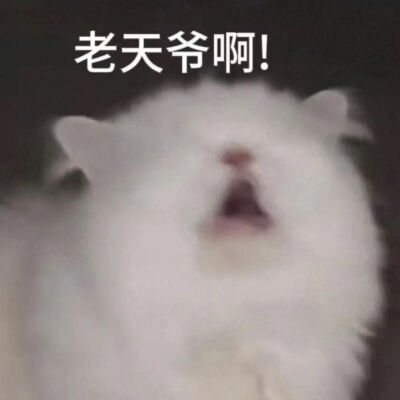 猫猫表情包