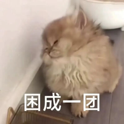 猫猫表情包
