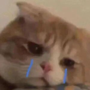 猫猫表情包