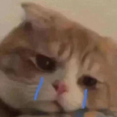 猫猫表情包