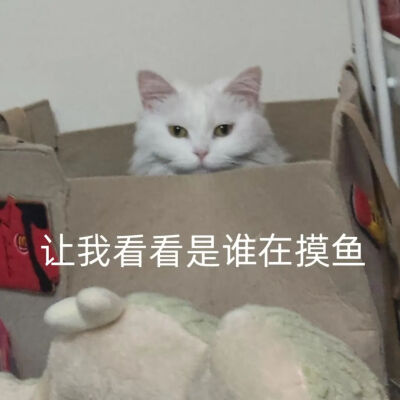 猫猫表情包