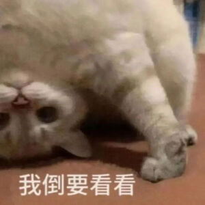 猫猫表情包