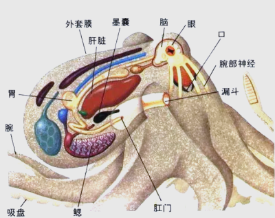 。