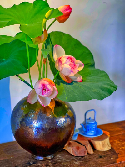 有清甜莲子吃的季节
