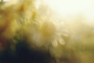 Photo by WenGe