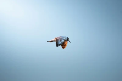 Photo by WenGe