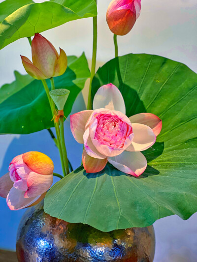 有清甜莲子吃的季节
