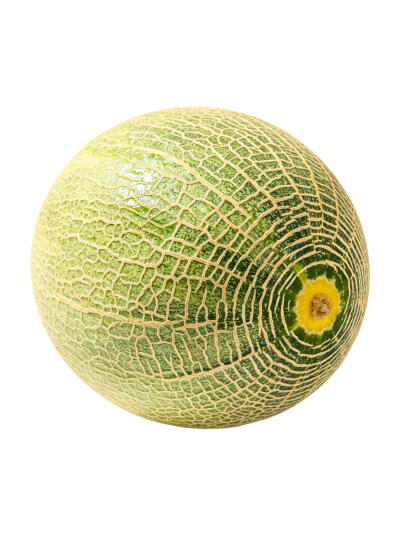 蜜瓜白底头像