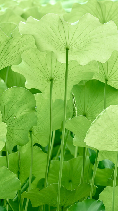 壁纸