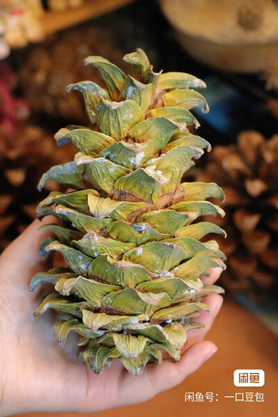 标本