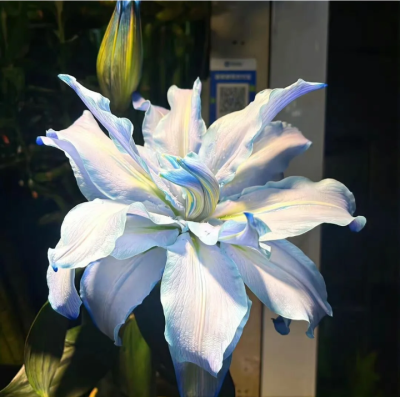 百合背景图
