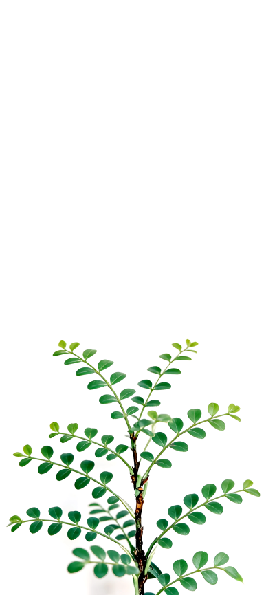 手机壁纸