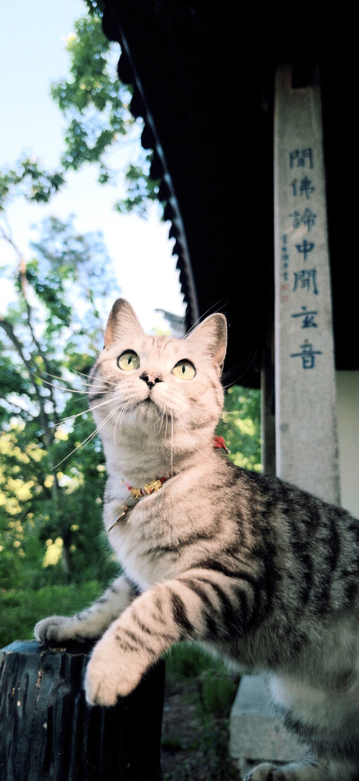 喵喵