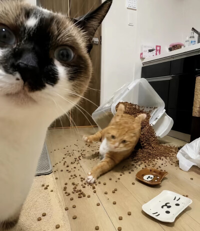 侵删