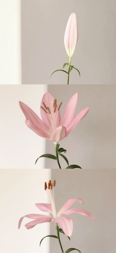 手机壁纸