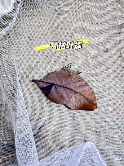 。