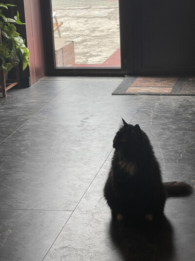 山雀家那只黑猫