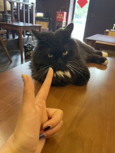 山雀家那只黑猫