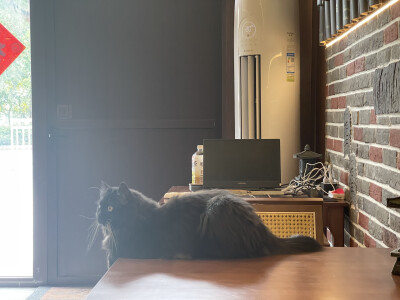 山雀家那只黑猫