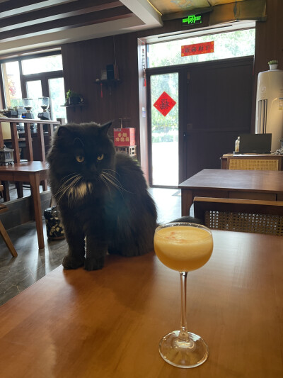 山雀家那只黑猫