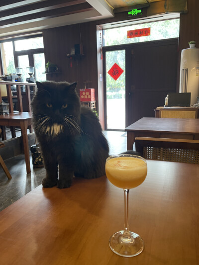山雀家那只黑猫