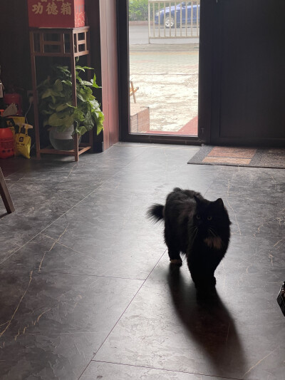 山雀家那只黑猫