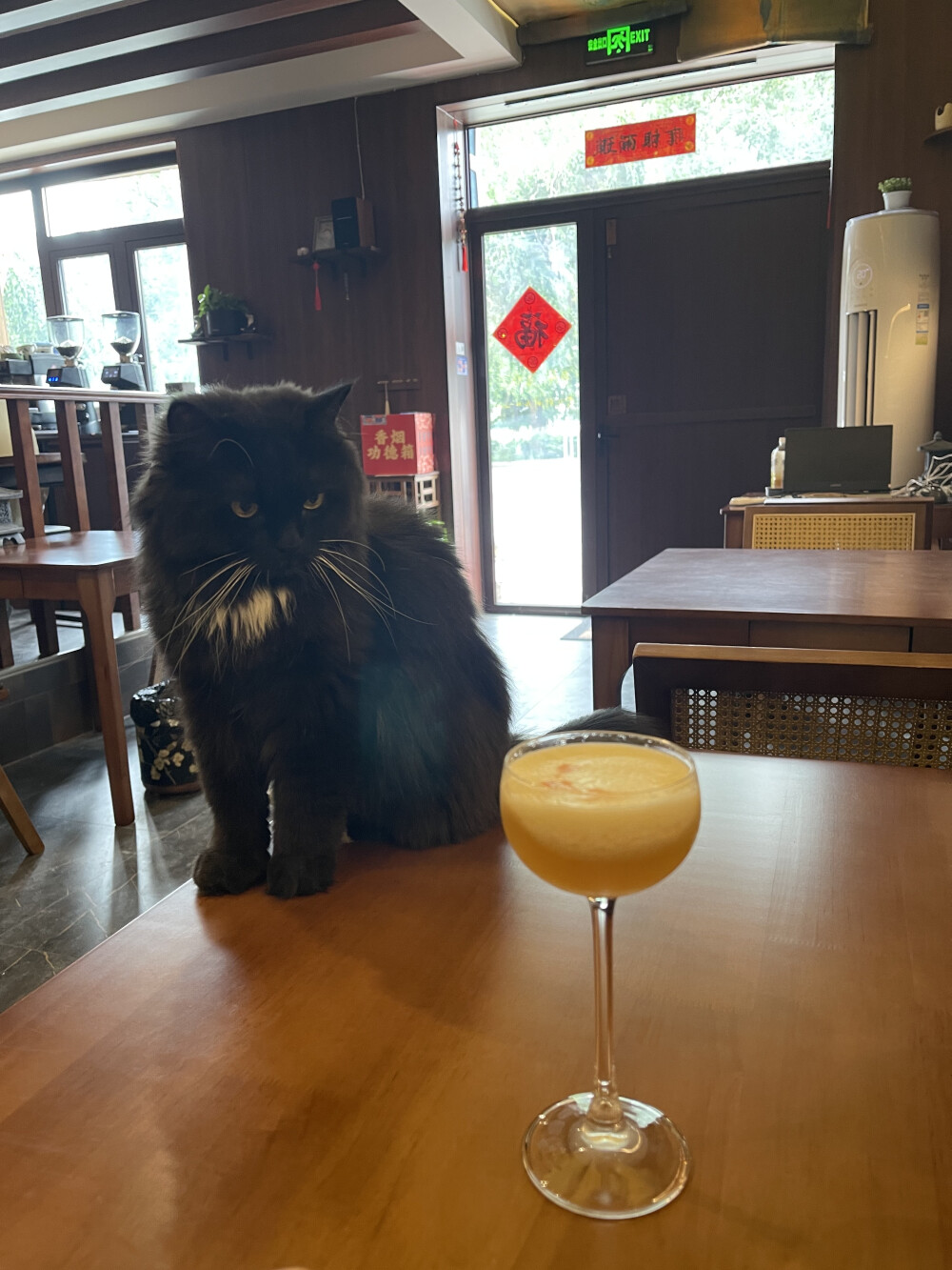 山雀家那只黑猫