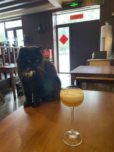 山雀家那只黑猫