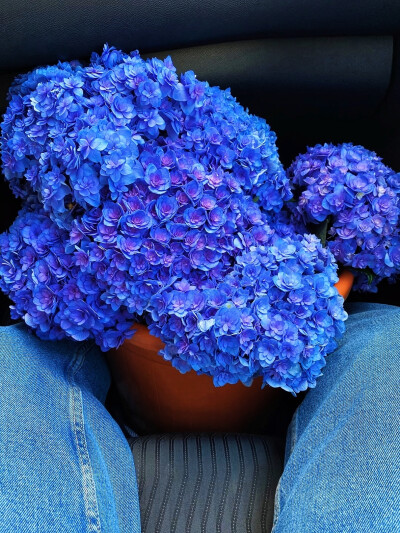 日常
月浸紫薇花