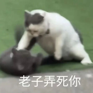 猫猫表情包