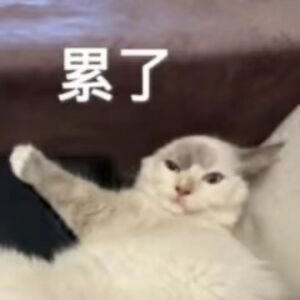 猫猫表情包