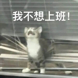 猫猫表情包