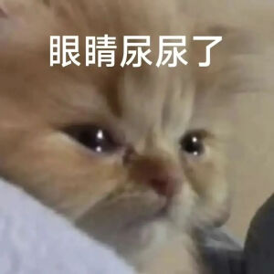 猫猫表情包