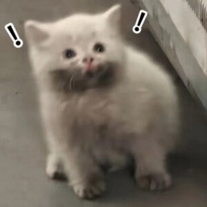 猫猫表情包