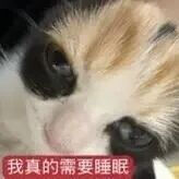 猫猫表情包