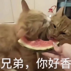 猫猫表情包