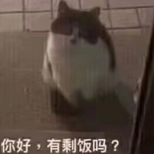 猫猫表情包